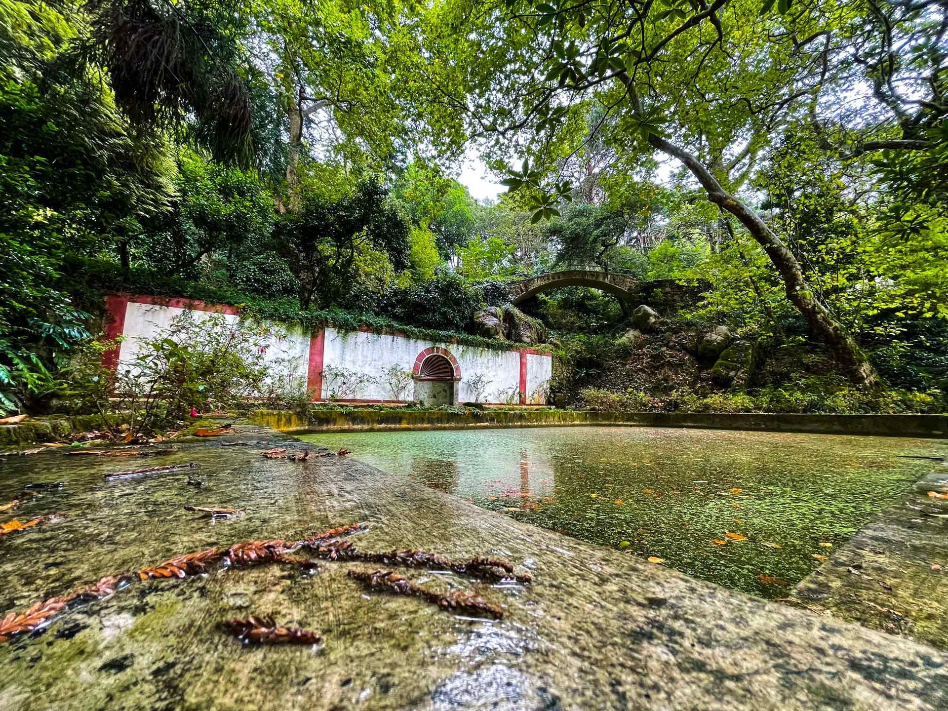 A pond in the middle of a forest with a building in the background.