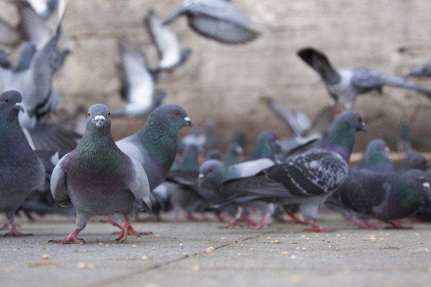 group of pigeons feeding food