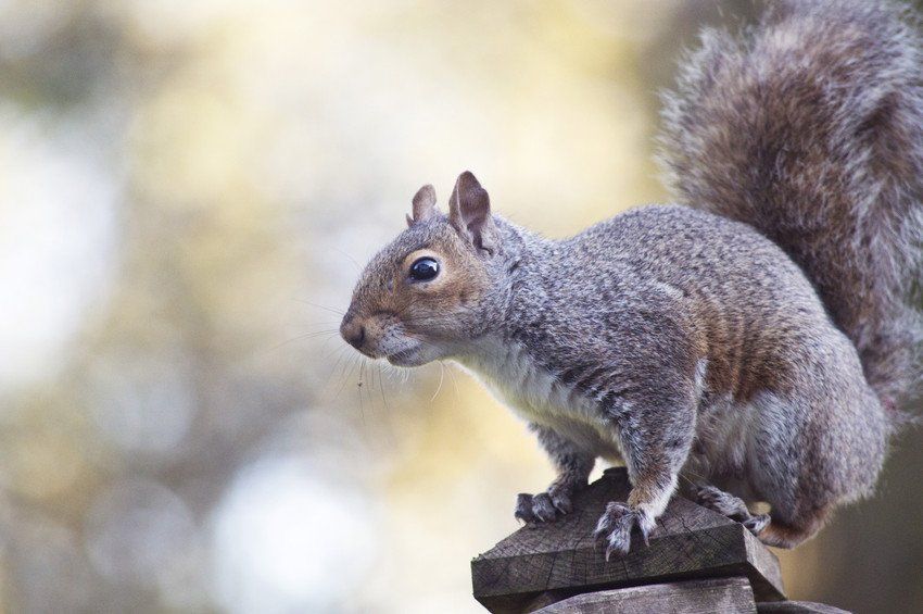 a small squirrel sitting on a stone