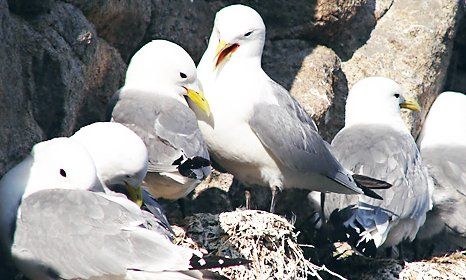seagulls sitting on rocks
