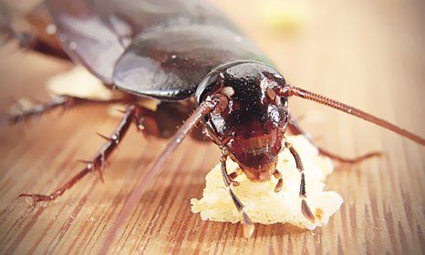 cockroach feeding on food ball