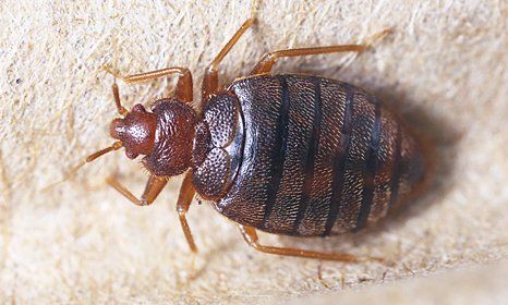 an active bed bug