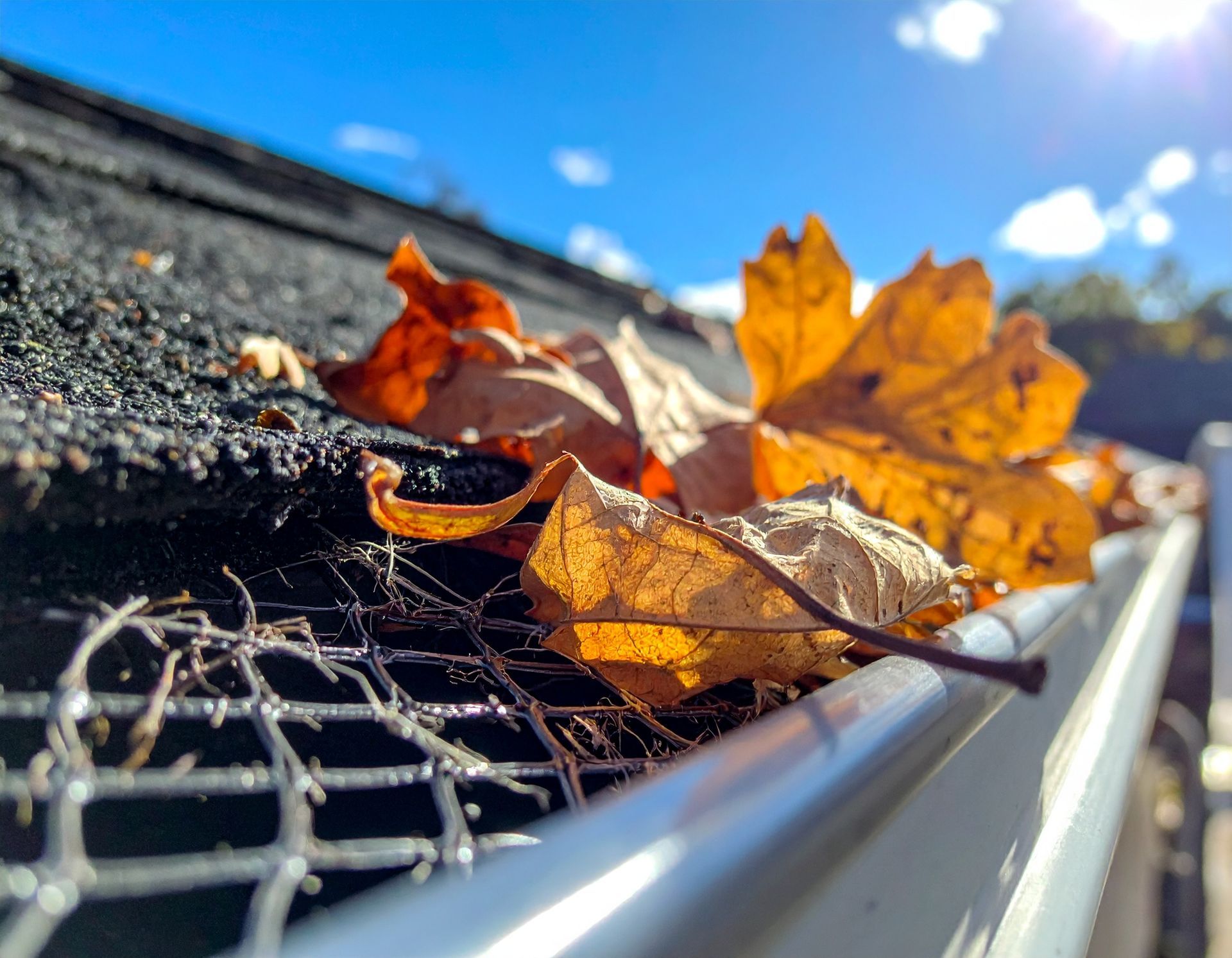 Orange autumn leaves on a roof gutter beside a wire mesh screen under a blue sky