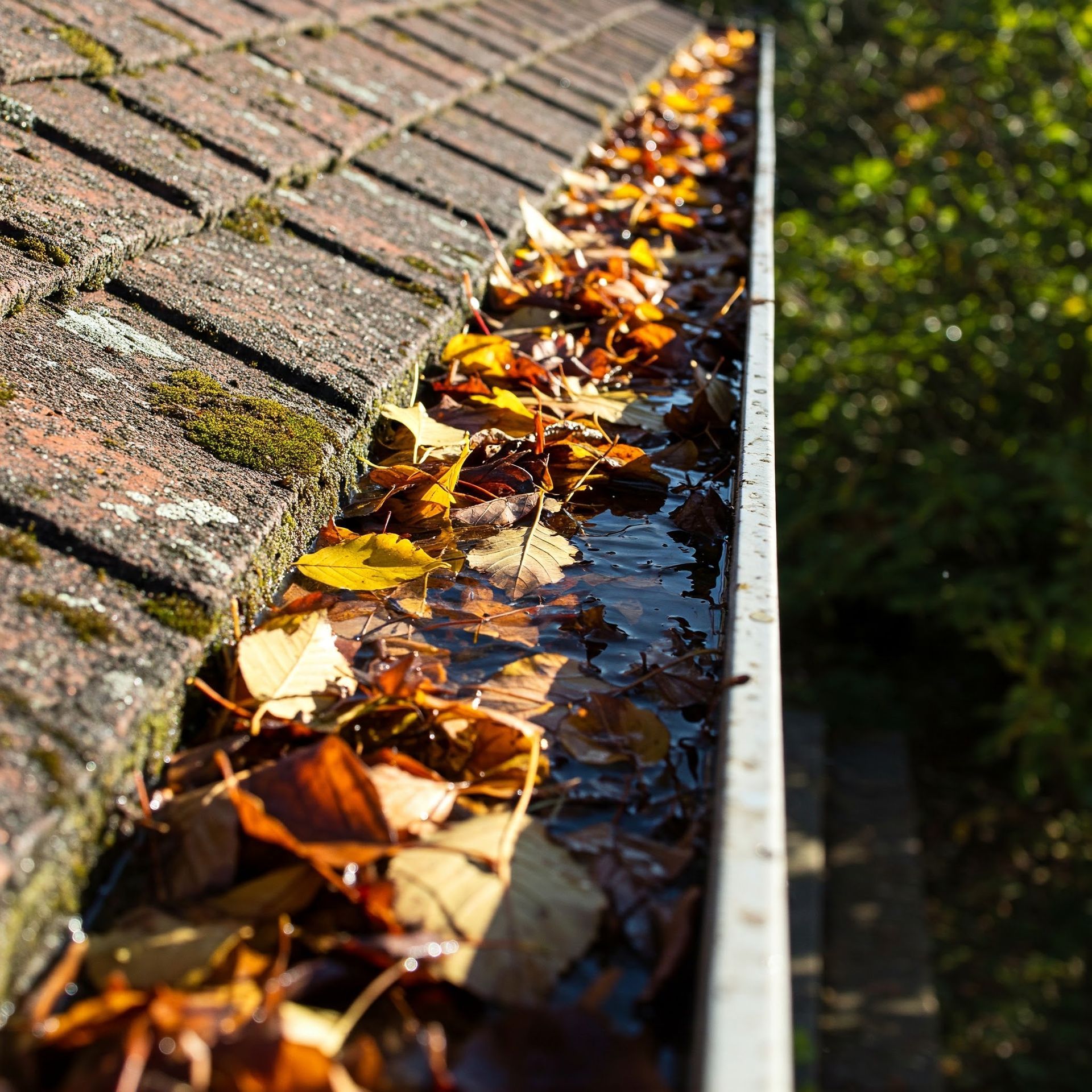 A gutter filled with water and leaves on a roof.