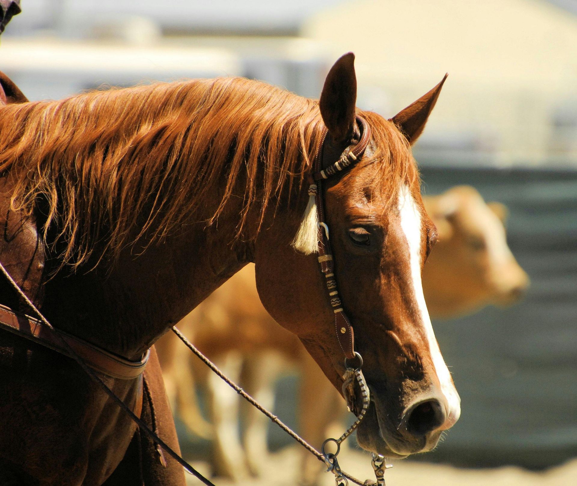A close-up profile of a chestnut horse with a white blaze on its face, wearing a bridle in a dusty outdoor arena.