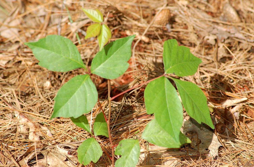 Image of poison ivy at Vally Lake, Raleigh NC