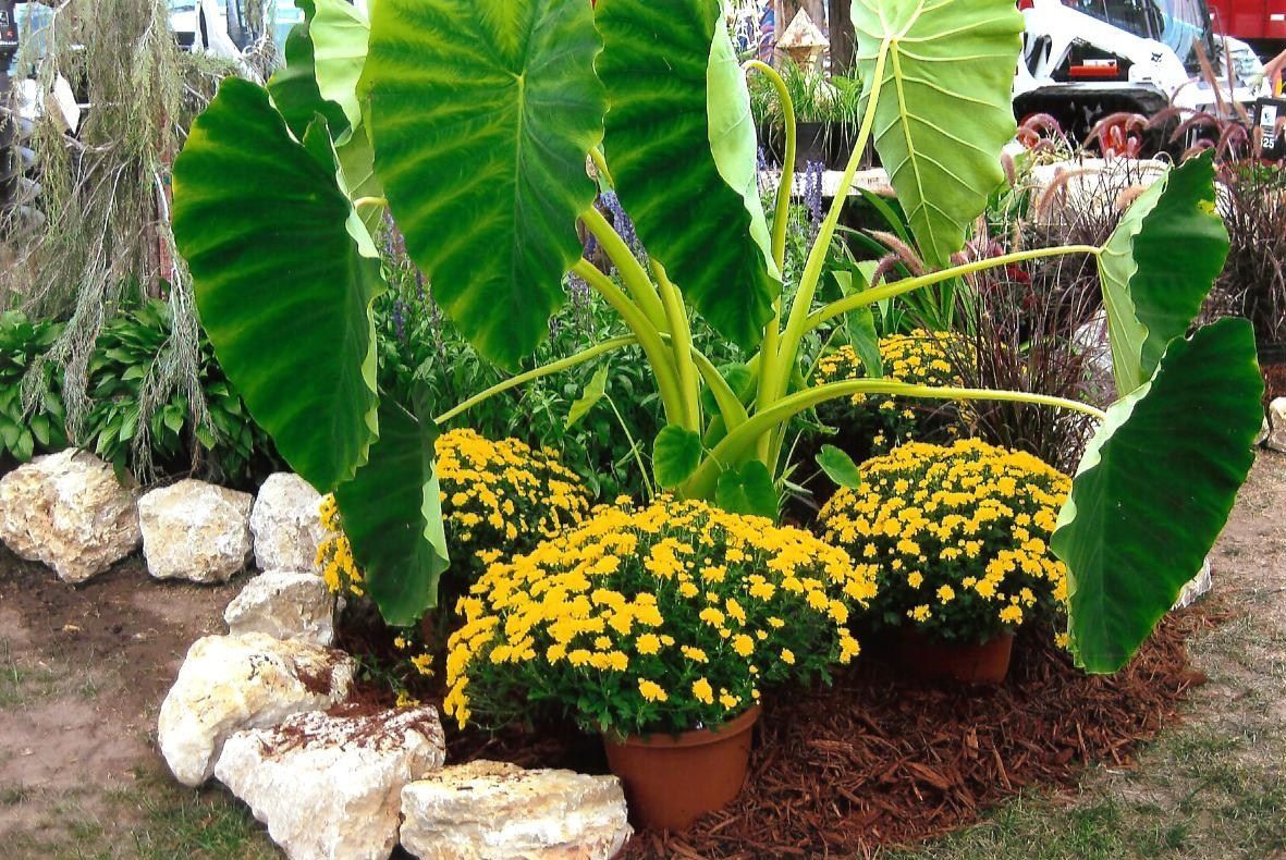 Potted Flowers — Anoka, MN — AAA All American Lawn & Landscaping