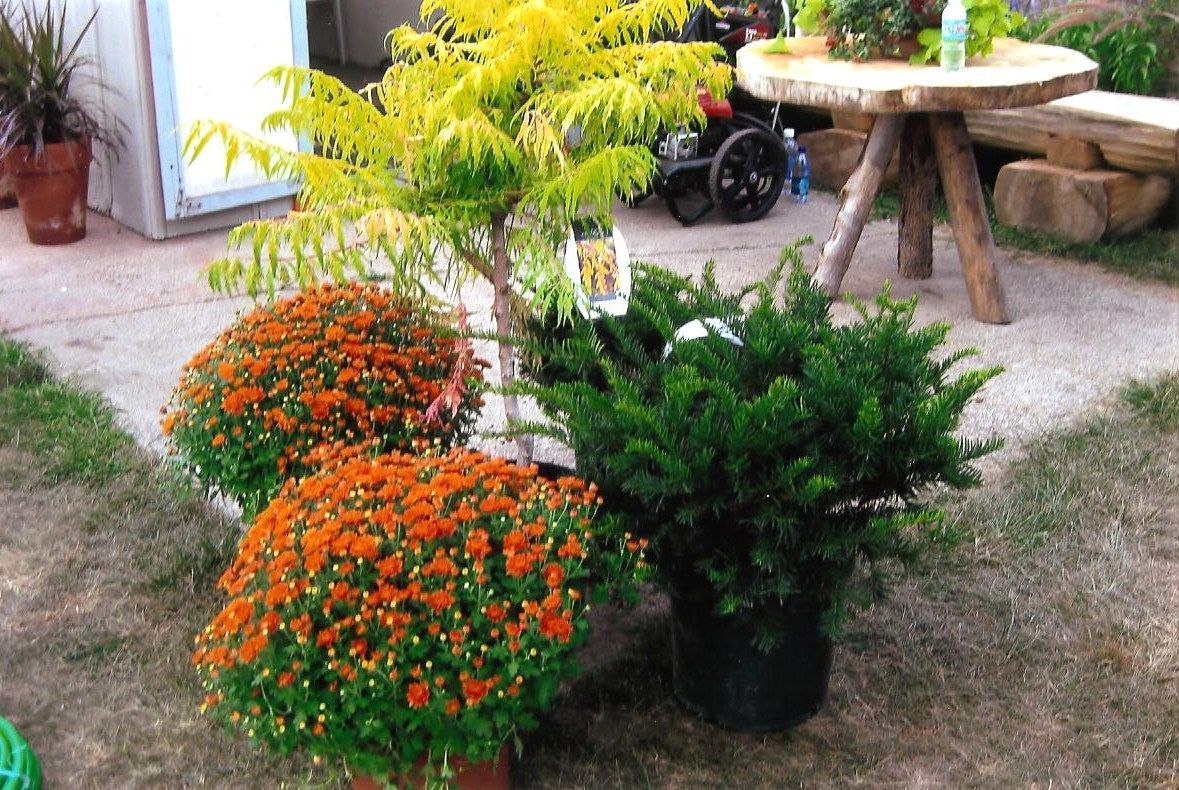 Potted Plants and Flowers — Anoka, MN — AAA All American Lawn & Landscaping
