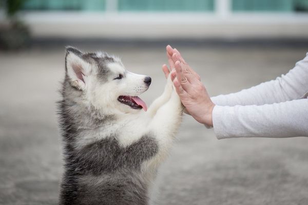 Dog Behavior Correction — Husky Puppy Pressing His Paws Against  His Trainer in Center Line, MI