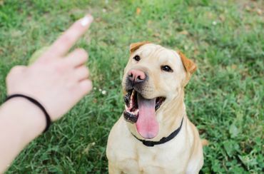 Obedience Training — Adult Dog Looking at Finger in Center Line, MI