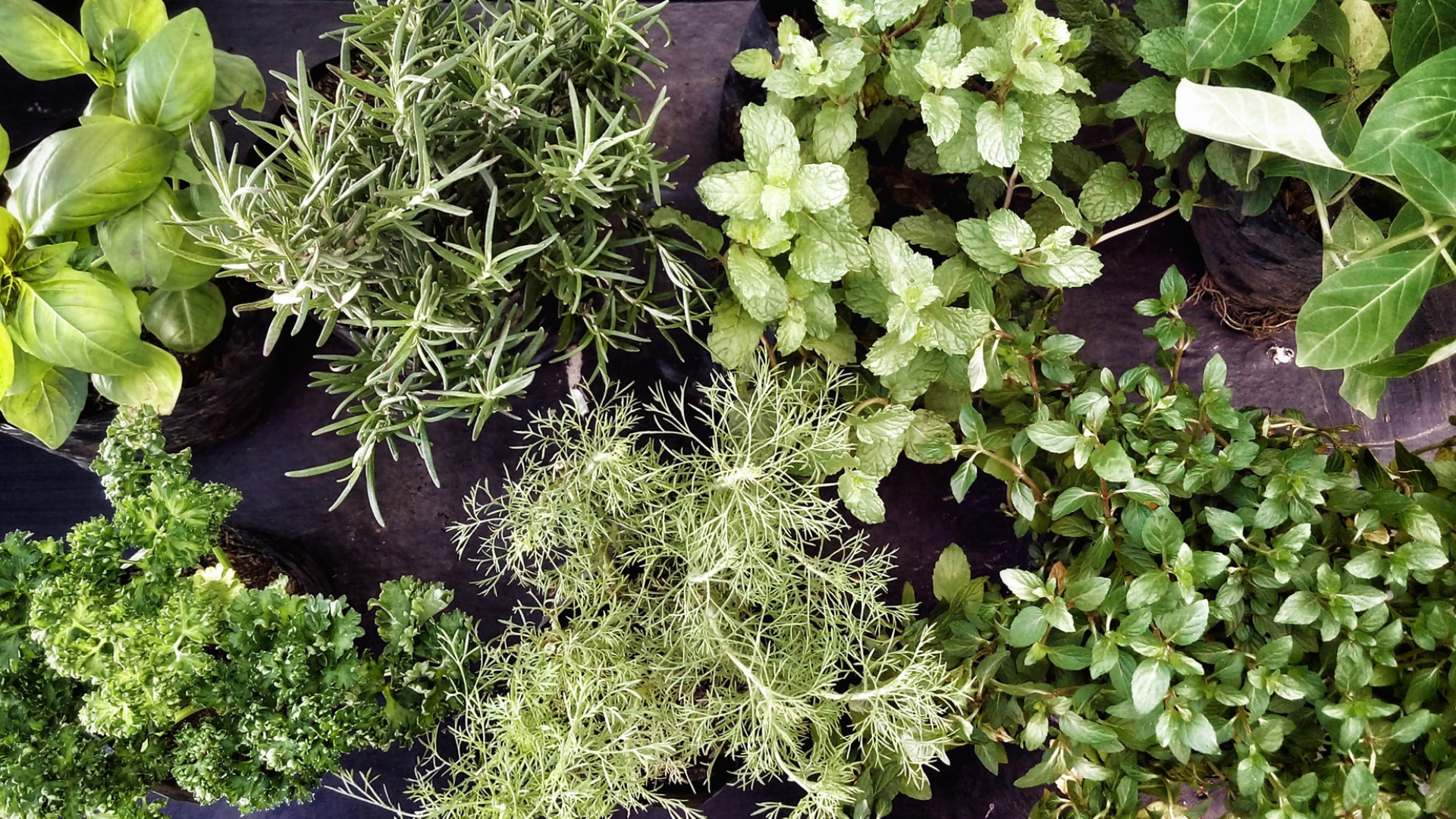Variety of herbs in a garden bed: basil, rosemary, mint, thyme, parsley.