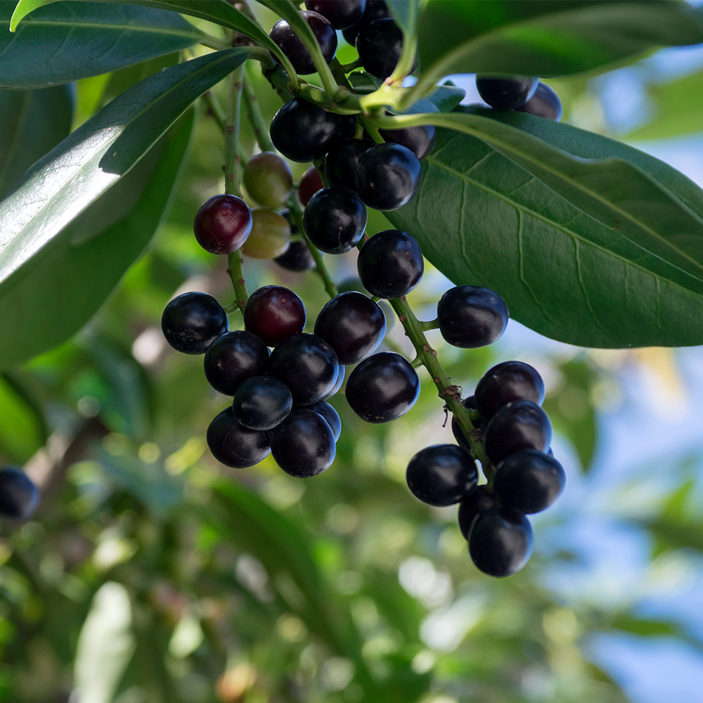 A bunch of berries hanging from a tree branch