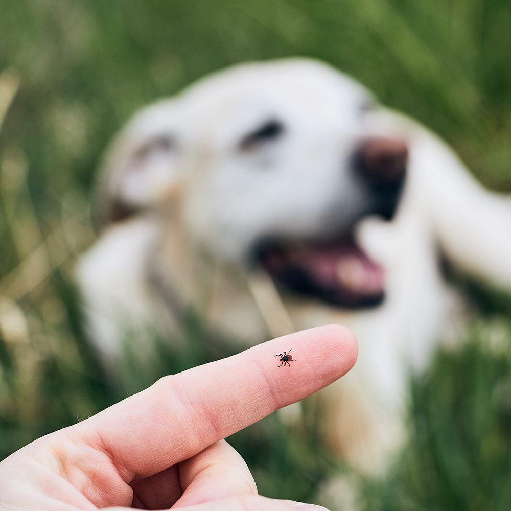 Finger holding a tick with a happy dog in blurred background.