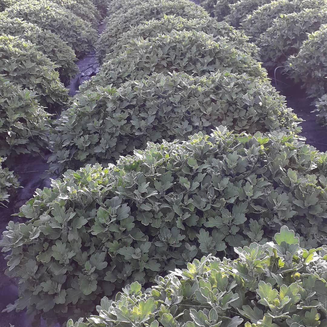 serra piante autunnali