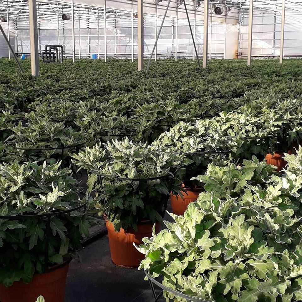 serra piante in vaso