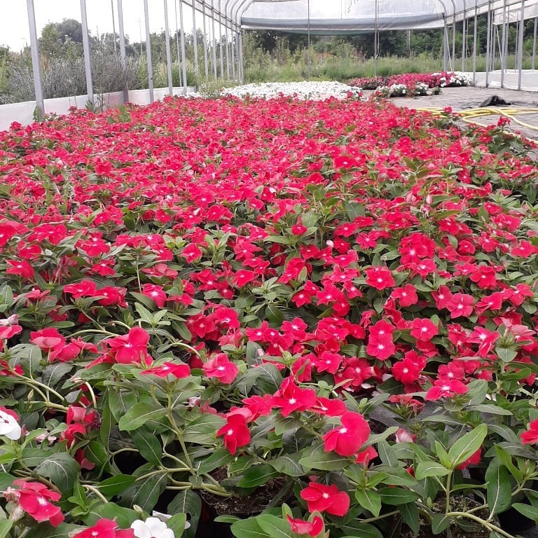 floricoltura fiori viola