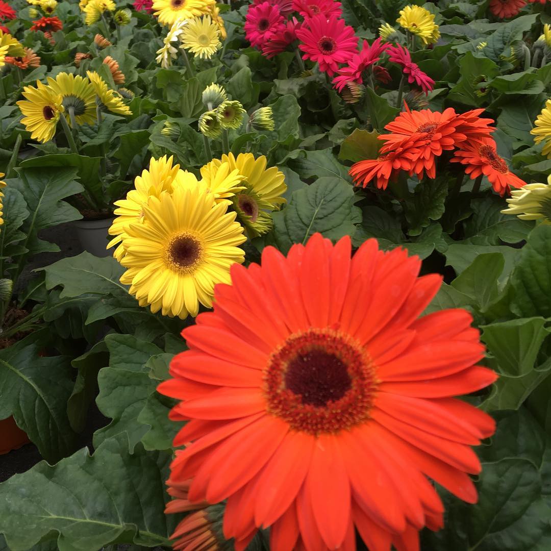 fiori arancioni, gialli e viola