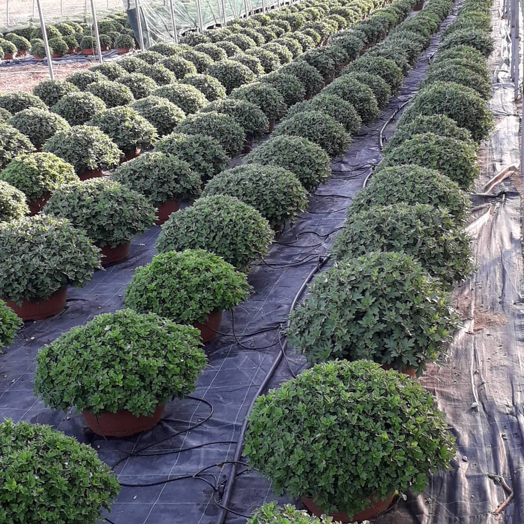 serra piante sempreverdi