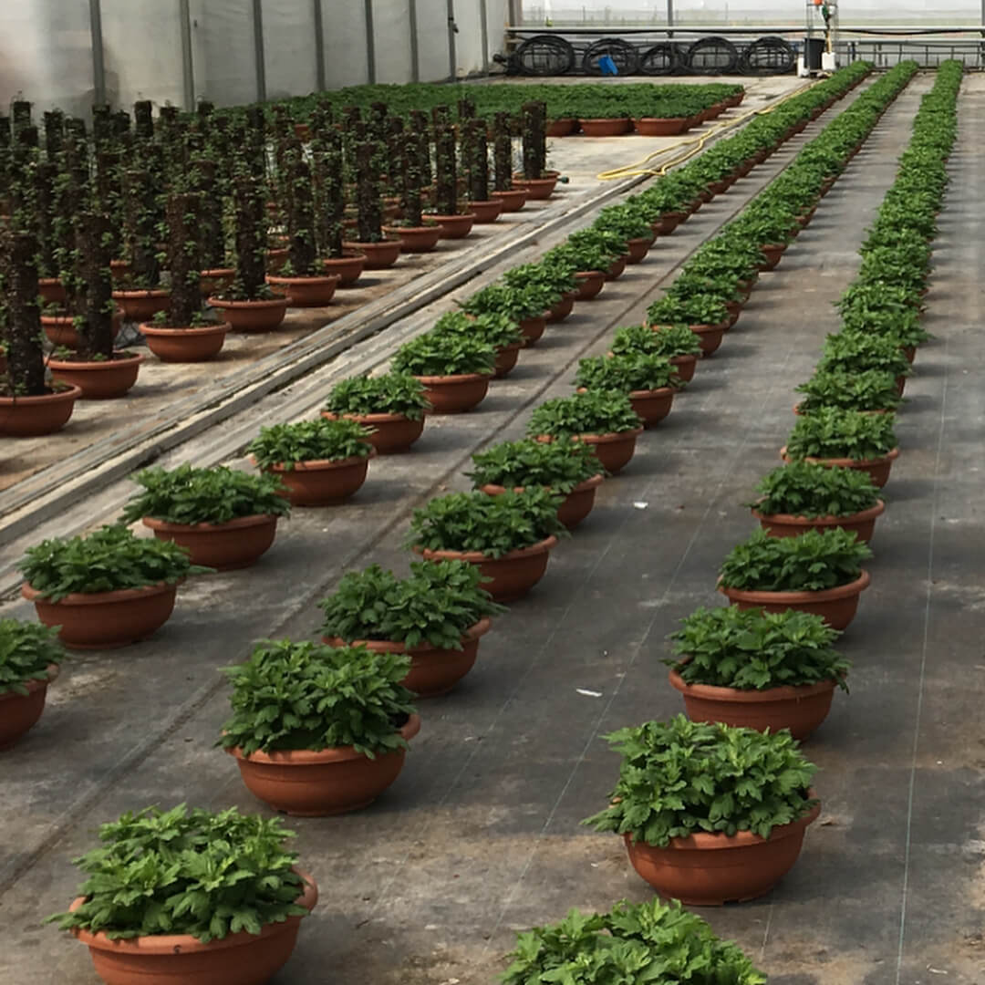 serra piante perenni