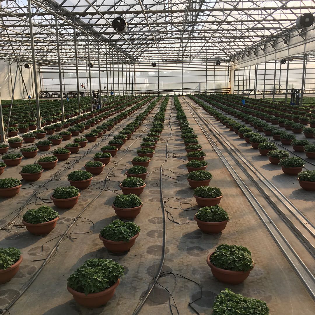 serra piante invernali