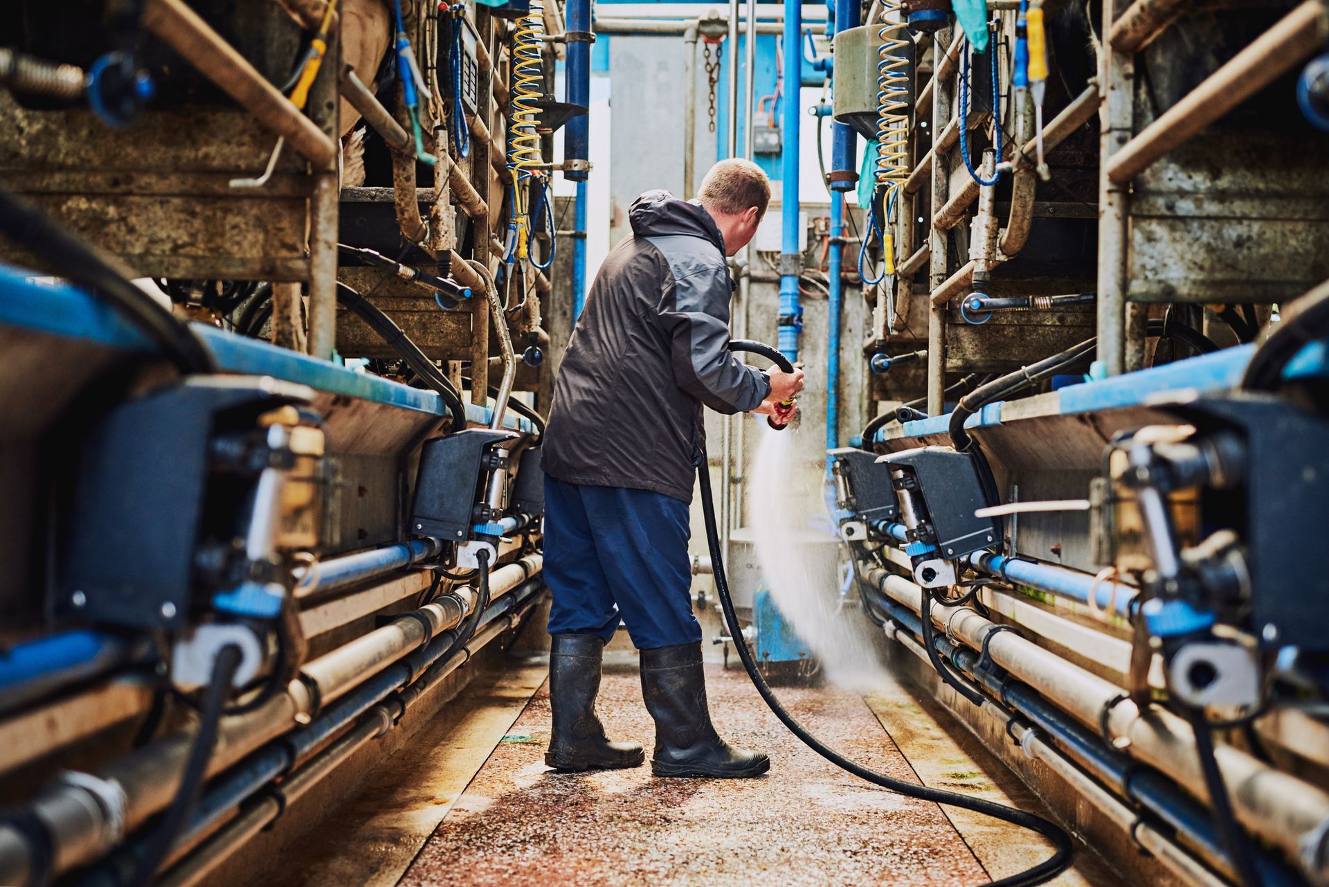 A man is cleaning a dairy farm with a hose.