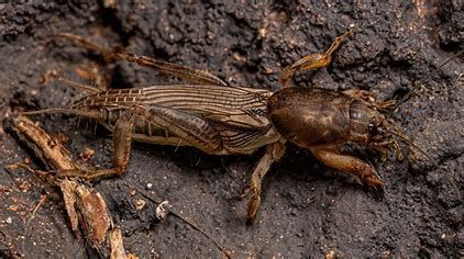 A close up of a grasshopper laying on the ground.