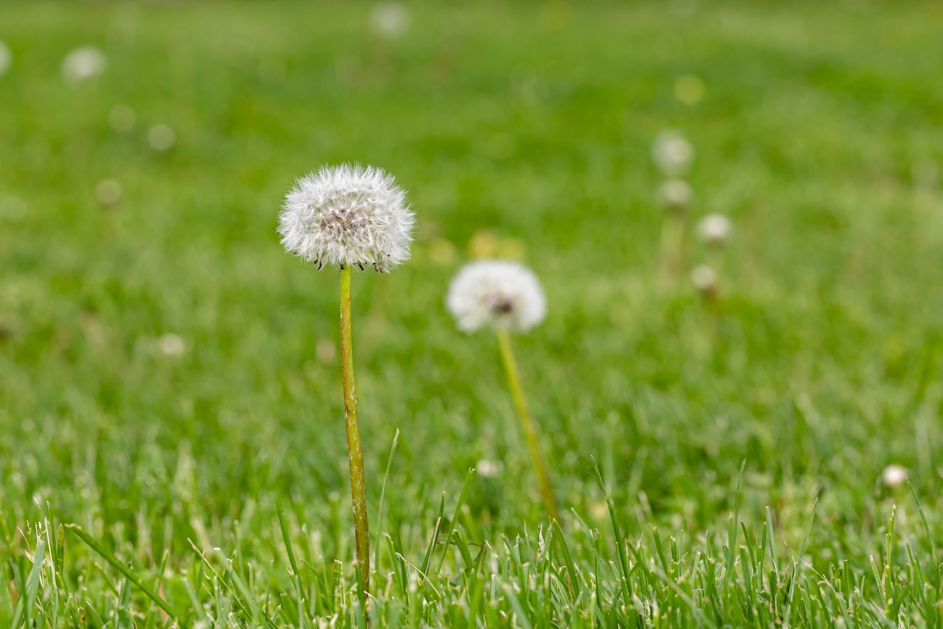 Two dandelions are growing in the grass in a field.