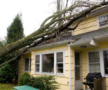 Storm Damage Tree Service — Clarkford, ID — Oliver Tree Service LLC