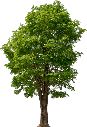 Beautiful Tall Tree — Clarkford, ID — Oliver Tree Service LLC