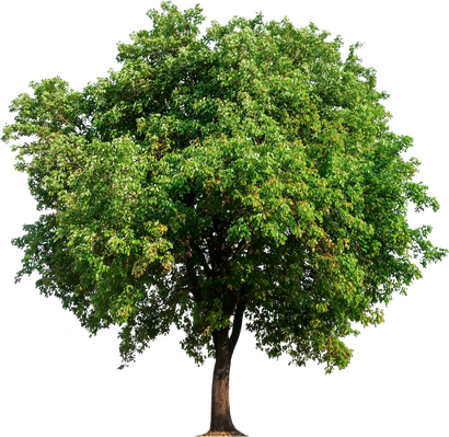 Elegant Round Shaped Tree — Clarkford, ID — Oliver Tree Service LLC