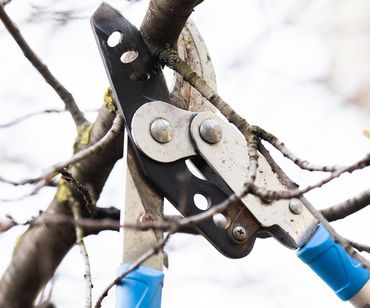 Tree Trimming And Pruning Service — Clarkford, ID — Oliver Tree Service LLC