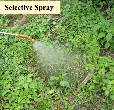 selective spray, spot spray, vops spray, sprayer, jun chong sprayer, cross mark sprayer, pb original sprayer, hand sprayer, agricultural sprayer, knapsack sprayer, backpack sprayer, semi auto knapsack sprayer, mechanical sprayer, high volume sprayer, low volume sprayer, durable sprayer, light weight sprayer, weedicide sprayer, herbicide sprayer, pam racun, pam racun pb, pam racun rumput, pam racun manual, mesin penyembur racun rumput, pam racun galas.