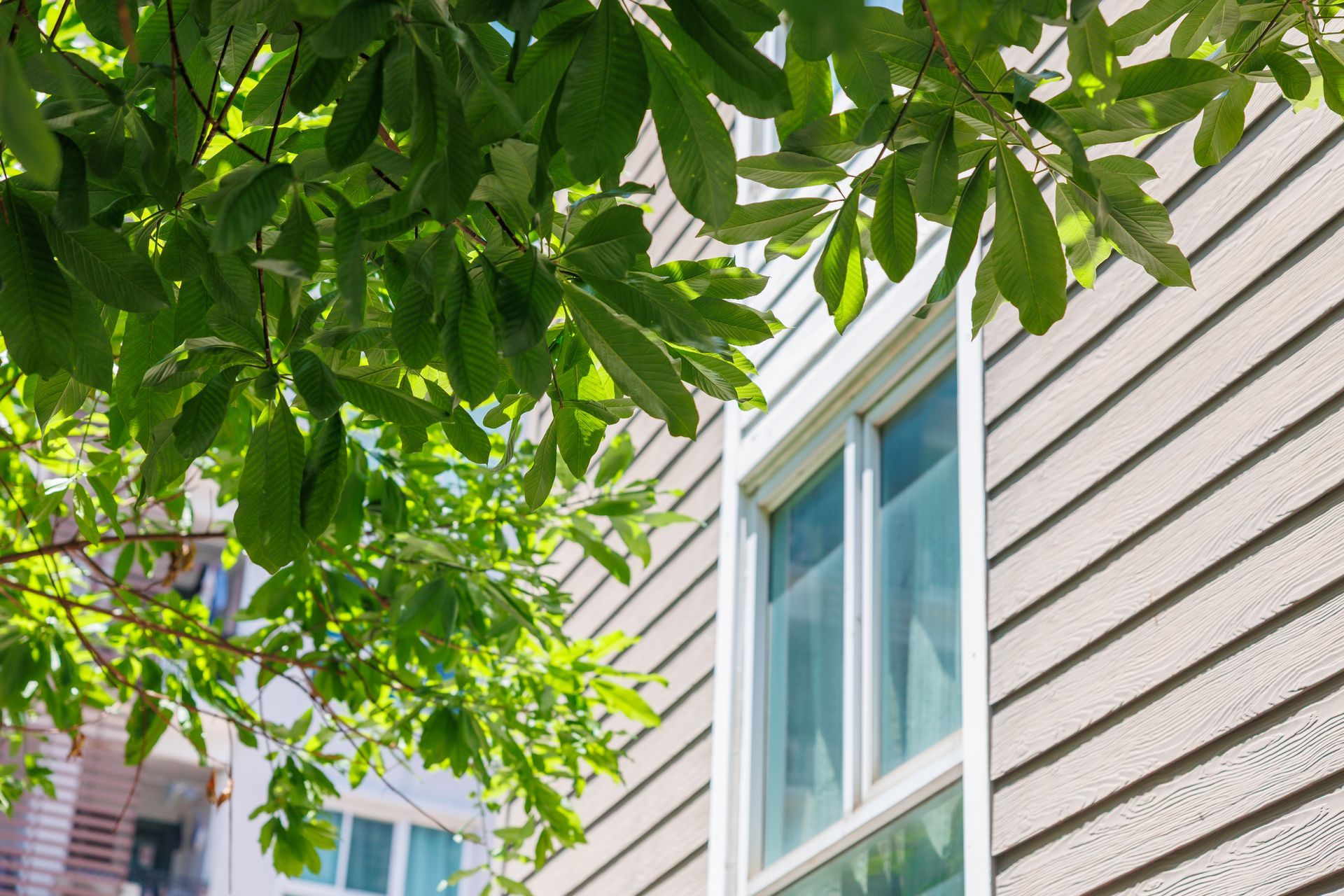 Green leaves overhang a house exterior with white siding and a blue-trimmed window.