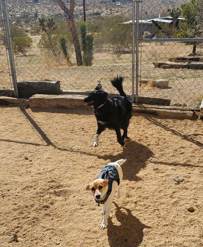 A black dog and a white dog are running in the dirt