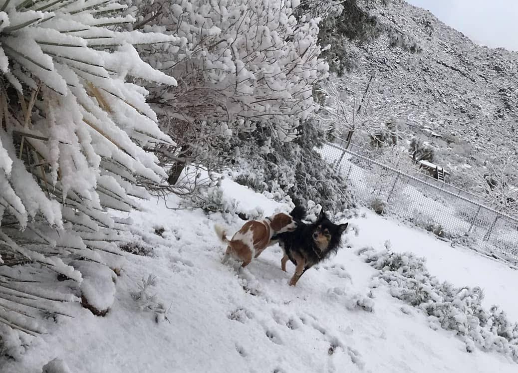 Two dogs are walking in the snow near a snow covered tree.