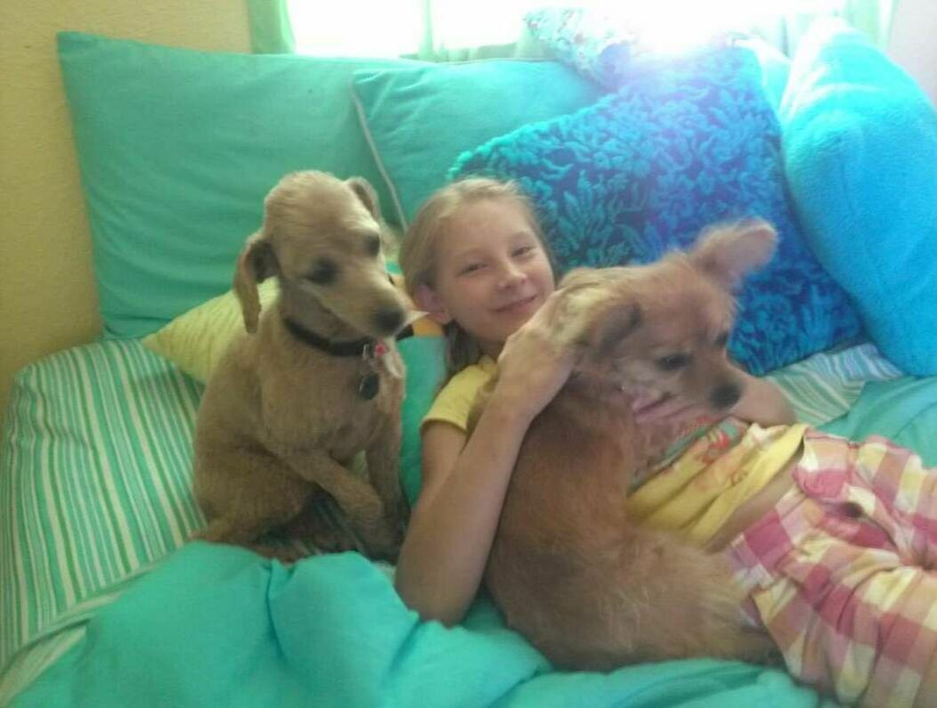 JT pet resort visitors