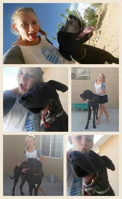 A collage of pictures of a girl and a black dog