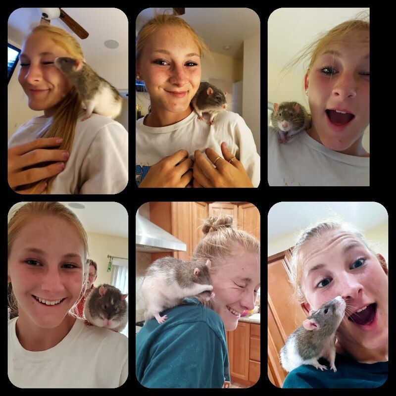 A girl is holding a rat on her shoulder and smiling