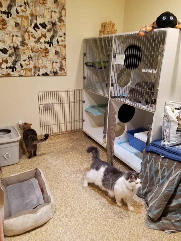 cat room