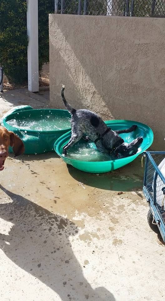 A dog is playing in a pool of water.