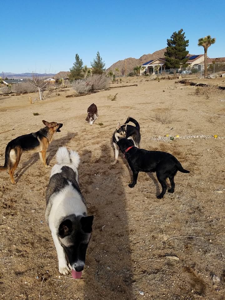 A group of dogs are playing in a dirt field.