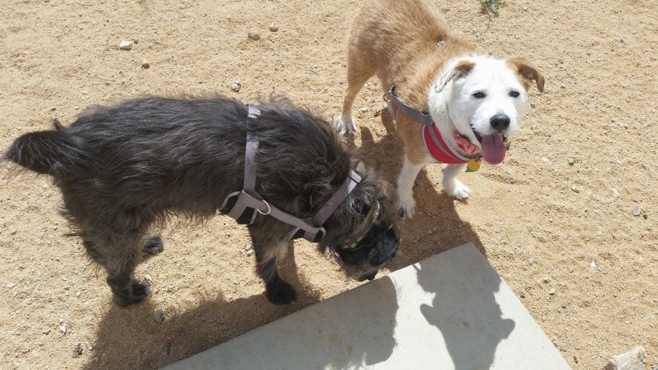 Two dogs are standing next to each other on a sidewalk