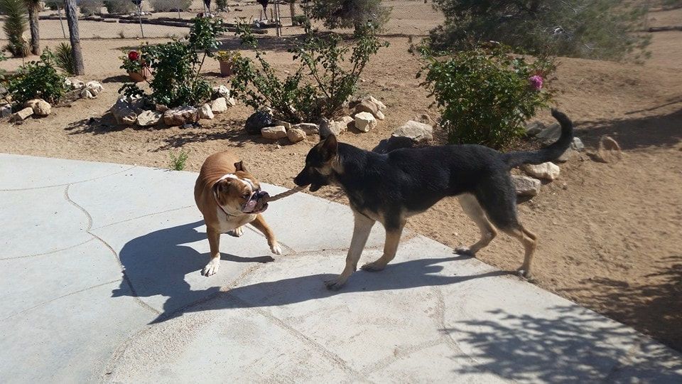 Two dogs are playing with a stick on a sidewalk