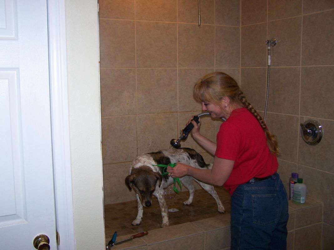 dog cleaning