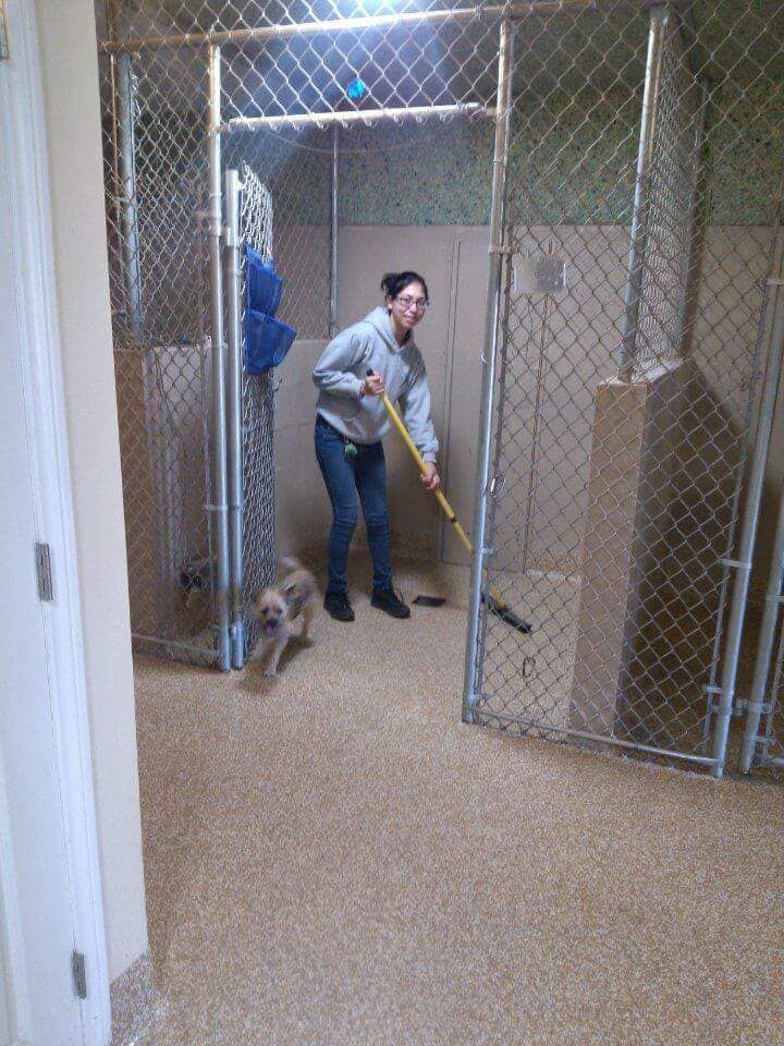 A woman is sweeping the floor of a dog kennel with a broom.