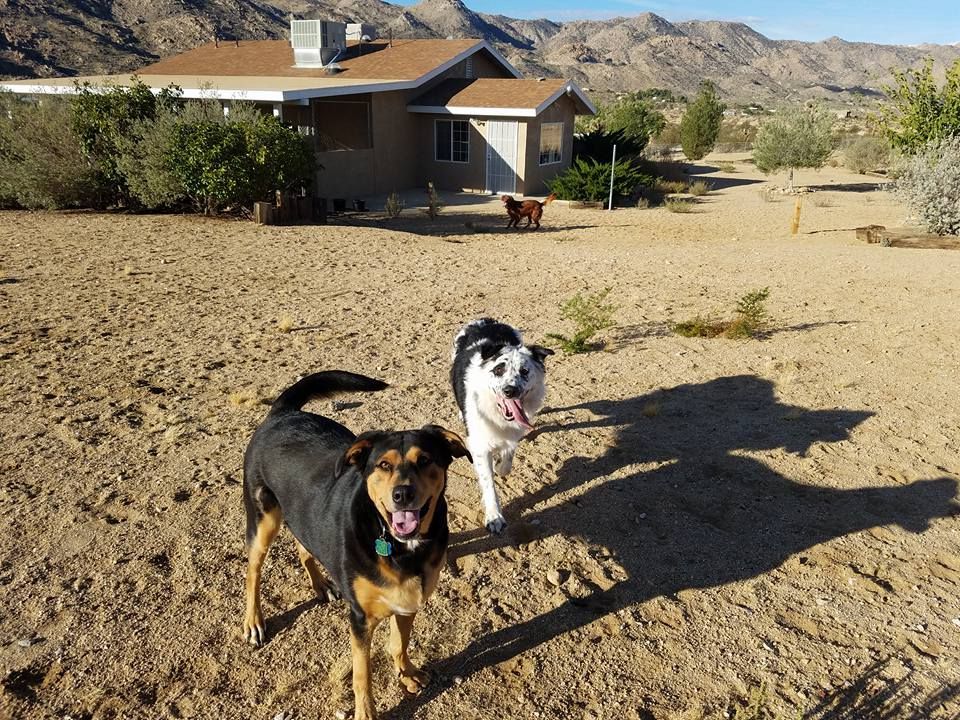 Two dogs are standing in the dirt in front of a house