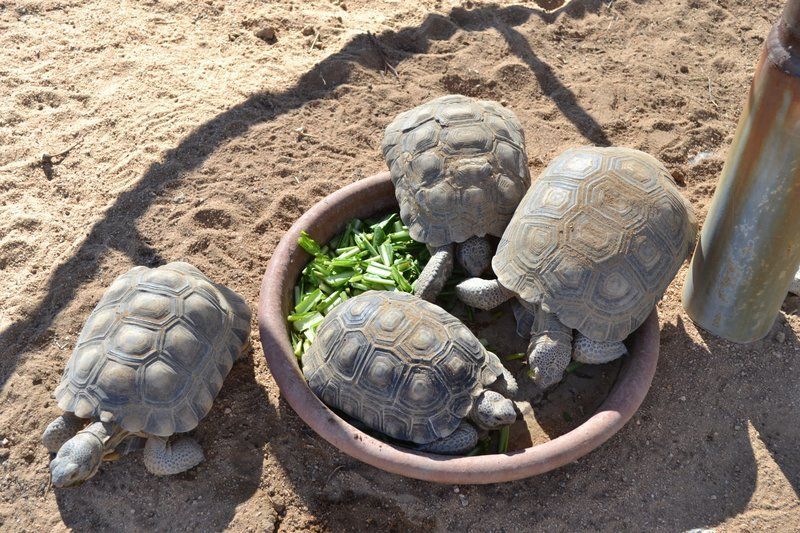 Four turtles are eating from a bowl on the ground