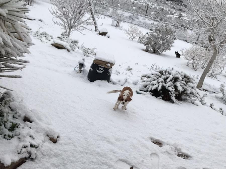 Two dogs are walking down a snow covered path