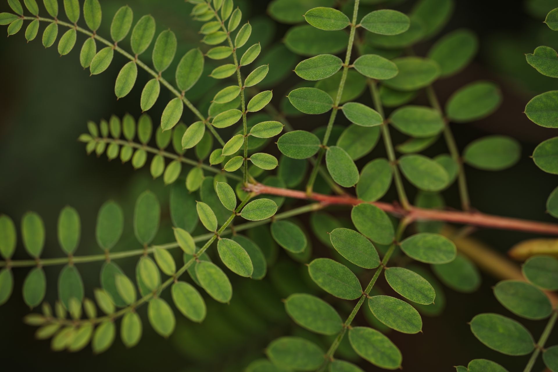 Lo chef in camice bianco e grembiule a righe sorride, seduto fuori.