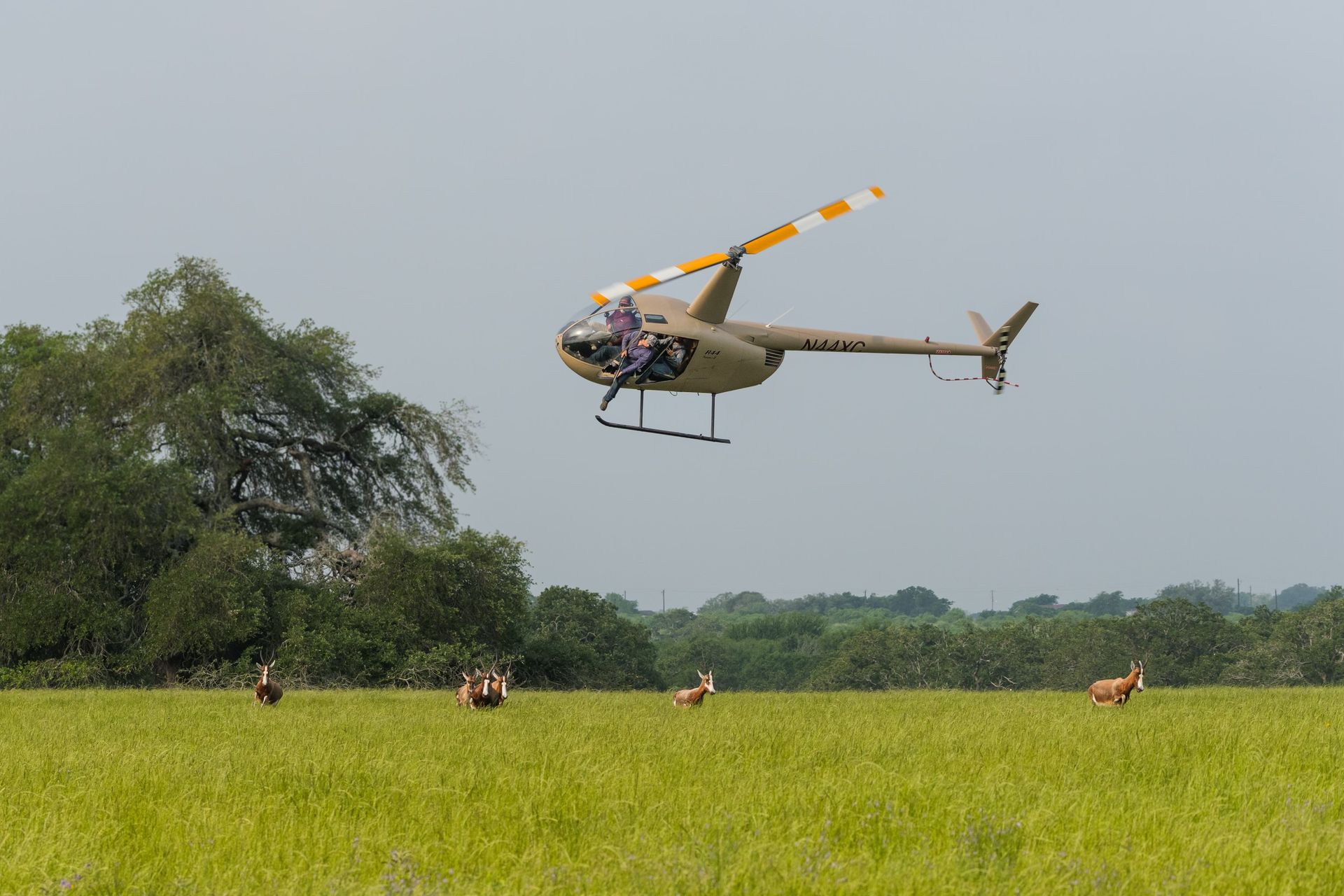 Ace Outfitters | Texas Hunting Ranch